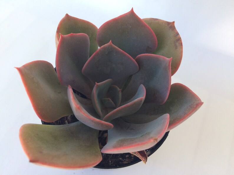Small Succulent Plant Echeveria Dusty Rose
