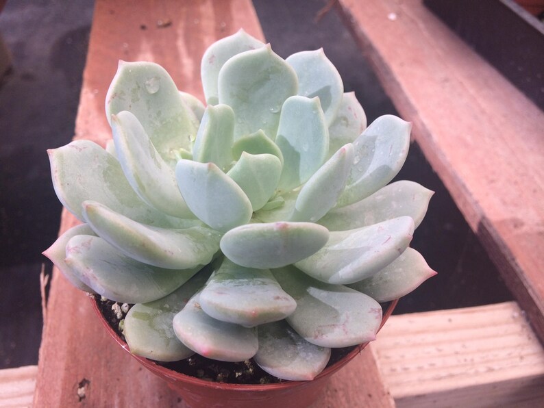 Medium Succulent Plant Echeveria Moonglow