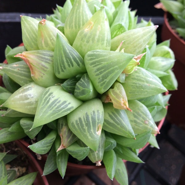 Succulent Plant Medium Haworthia Cooperi var Truncata. Lovely, glassy appearing clustering succulent.