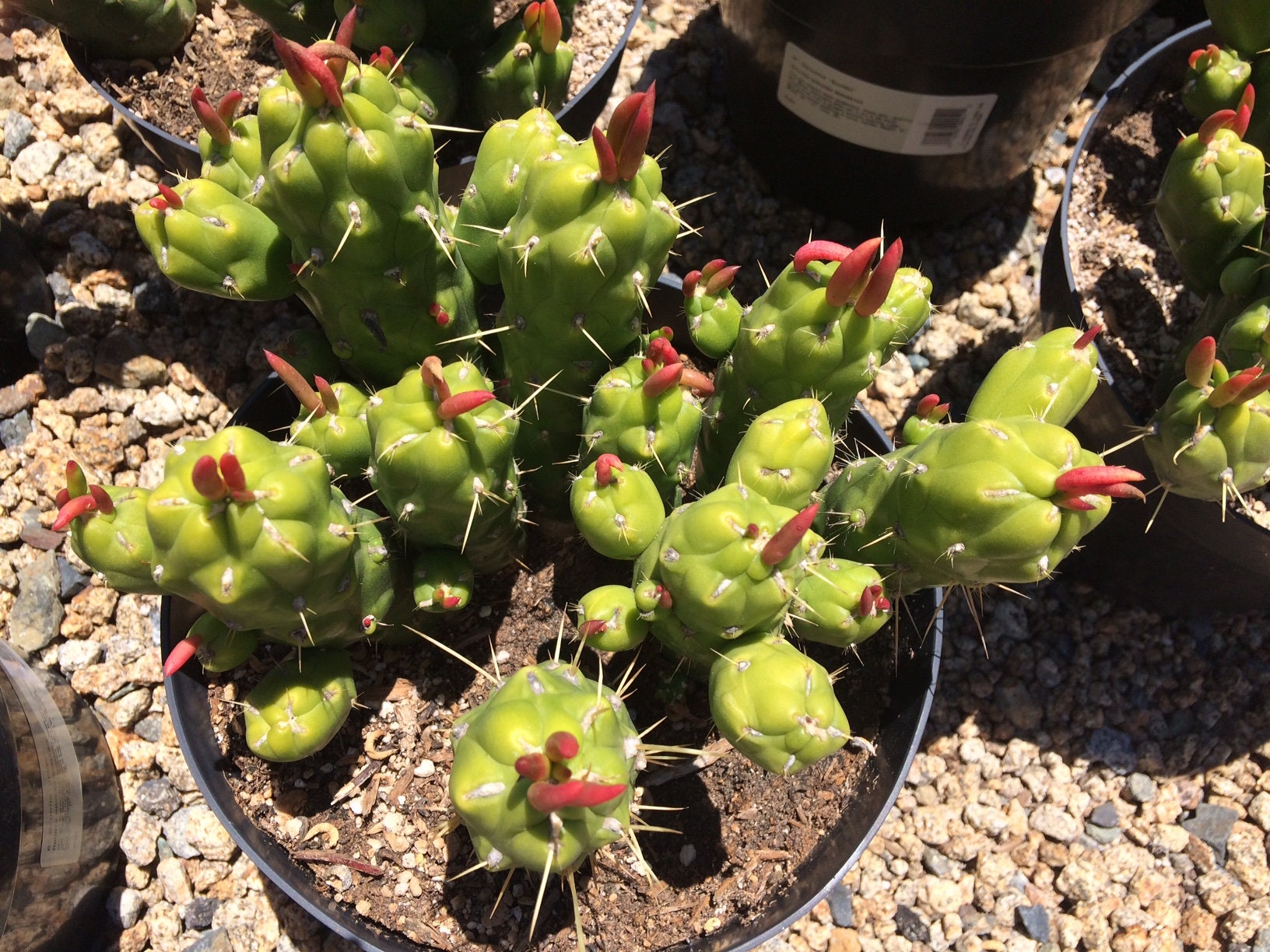 Planta de Cactus Madura Opuntia Gumbi. Un cactus muy diferente Etsy