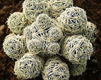 Medium Cactus Plant. Mammillaria Gracilis Fragilis more commonly called "Thimble Cactus".