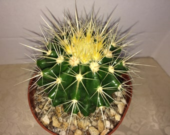 Medium Cactus Plant. The Golden Barrel Cactus is a spherical shaped cactus.