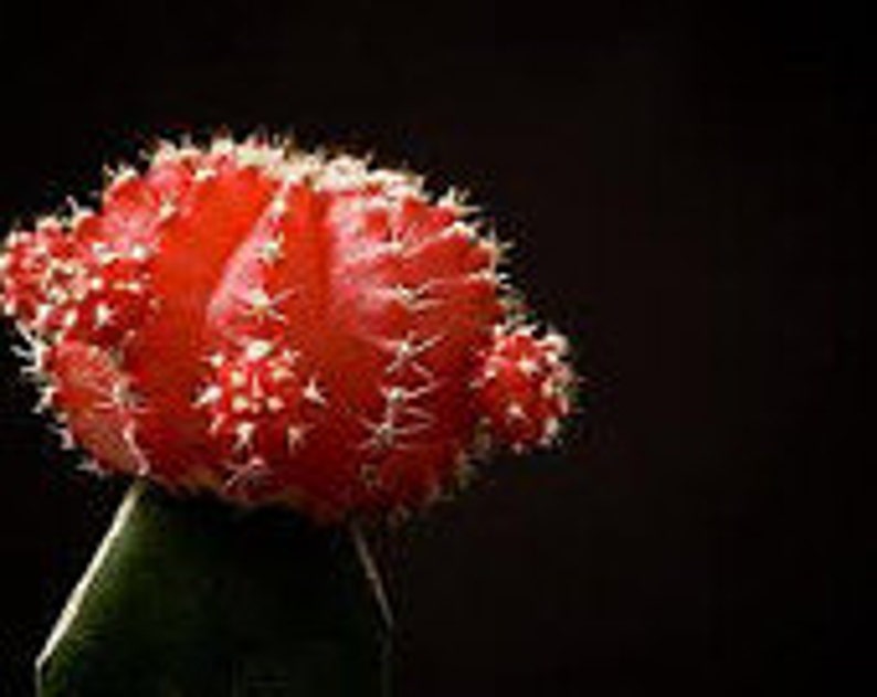 Small Cactus Plant. Grafted Moon Cactus. Brilliant Ruby coloring is beautiful. image 3