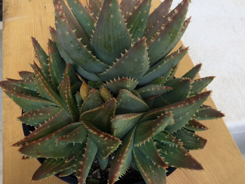 Forms powder blue rosettes. Mature Aloe Plant Crocodile Aloe or Aloe Previfolia