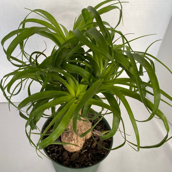 Large Succulent Plant Ponytail Palm or Beaucarnea Recurvata is a very unique and different plant.
