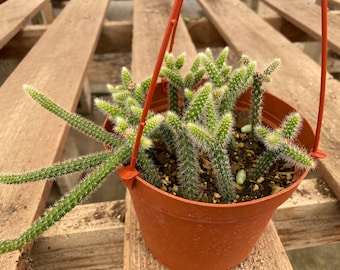 Mature Rat Tail Cactus. A unique cactus that is long and spine covered. It resembles a Rat's Tail.