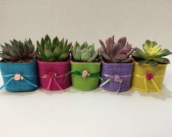 Succulent Plants. Assortment of 20 Shower or Bridal Favor Succulents with Glam Ribbon, Trim Ribbon and Rose Bud.