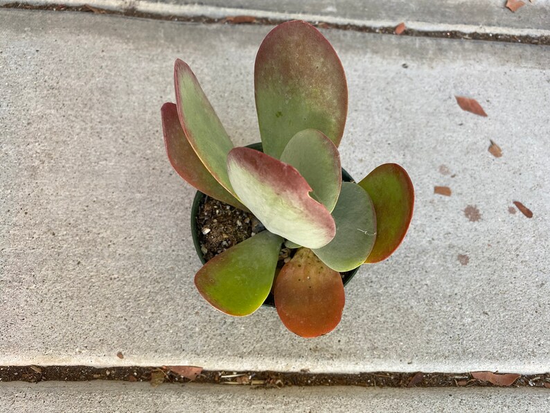 Medium Succulent Plant Flapjacks. Large Fan Shaped Leaves Etsy