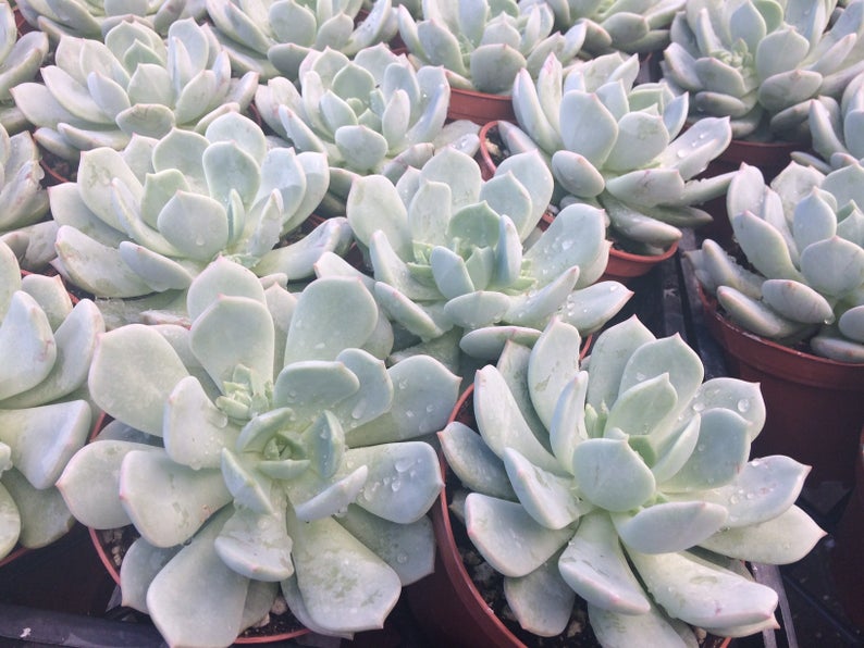 Medium Succulent Plant Echeveria Moonglow