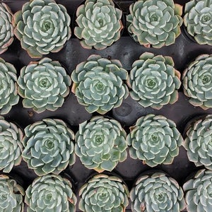 Small Succulent Plant Echeveria Allegra image 3