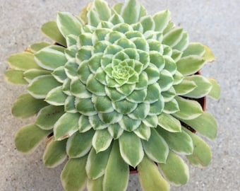 Medium Succulent Plant Aeonium 'Emerald Ice' Hybrid. A beautiful Aeonium Hybrid.