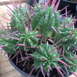 Cactus Plant. Small Euphorbia Ferox. A uniquely shaped and beautifully colorful plant.