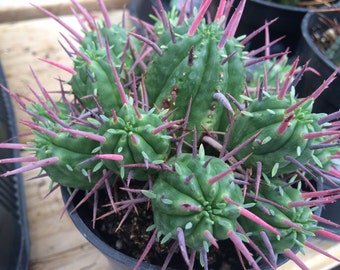 Cactus Plant. Small Euphorbia Ferox. A uniquely shaped and beautifully colorful plant.