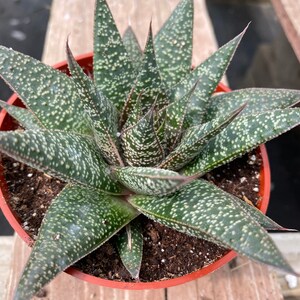 Succulent Plant. Medium Gasteria 'Flo'. A beautiful, deep green swirled plant. image 5