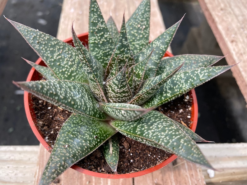 Succulent Plant. Medium Gasteria 'Flo'. A beautiful, deep green swirled plant. image 5