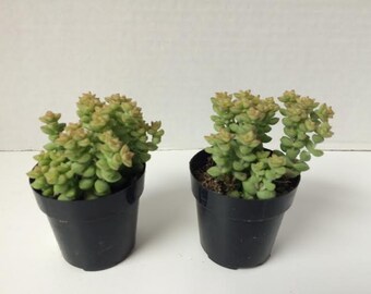Two Small Succulent Plants. Two Crassula Tom Thumb Plants.  An adorable miniature.