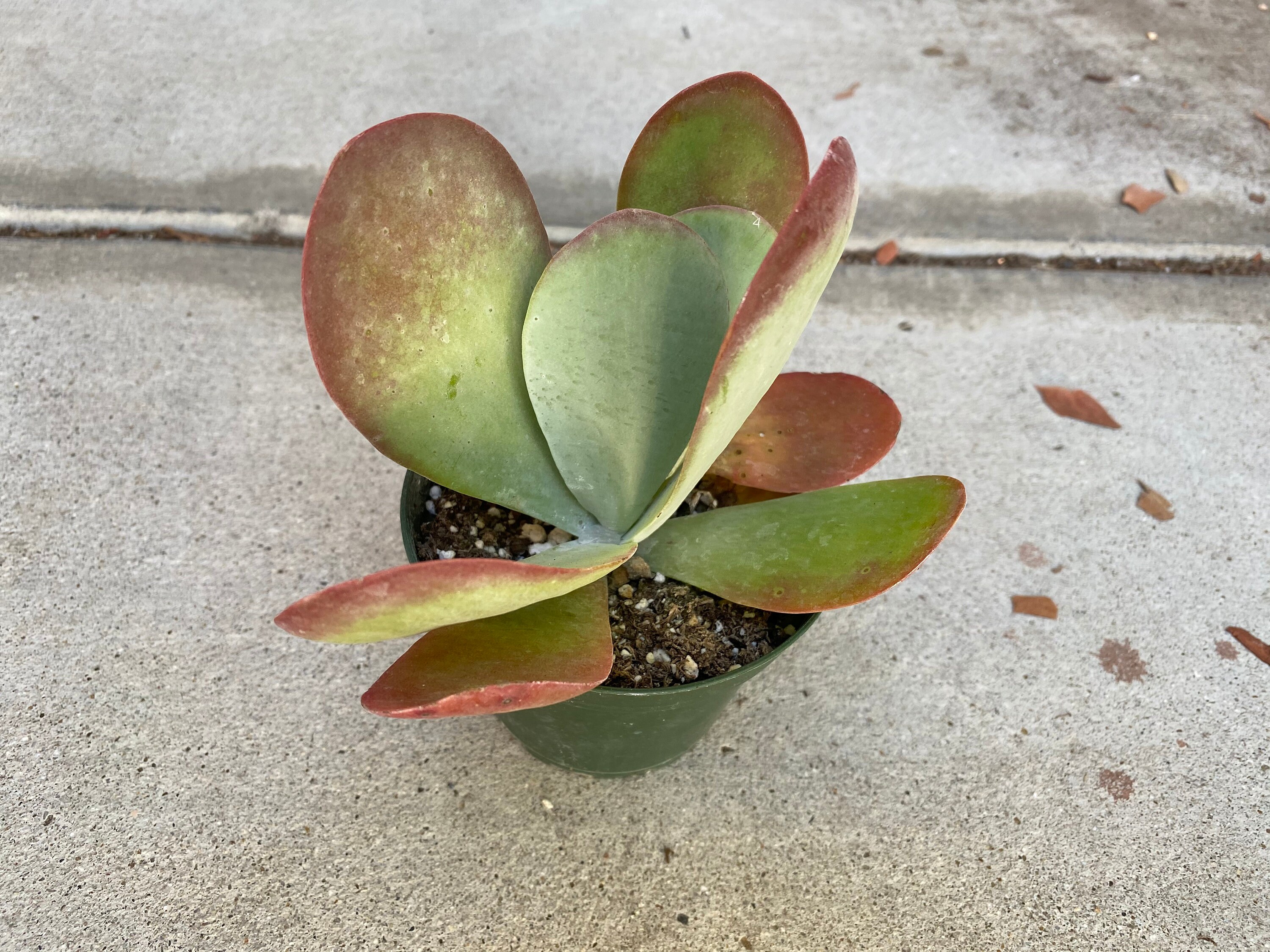 Medium Succulent Plant Flapjacks. Large fan shaped leaves Etsy
