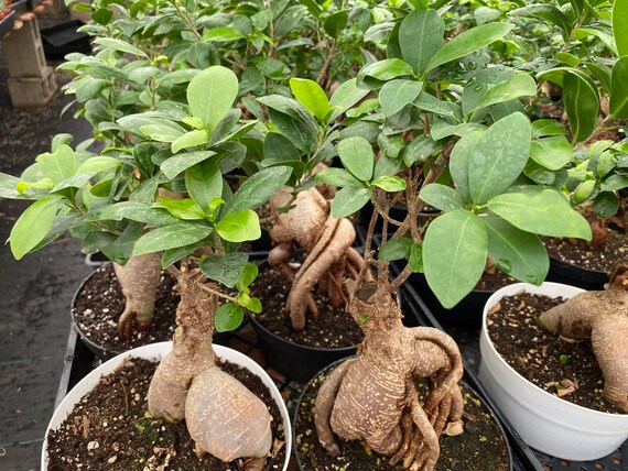 Mature Succulent Plant Ficus Ginseng. A uniquely shaped plant. -   Portugal