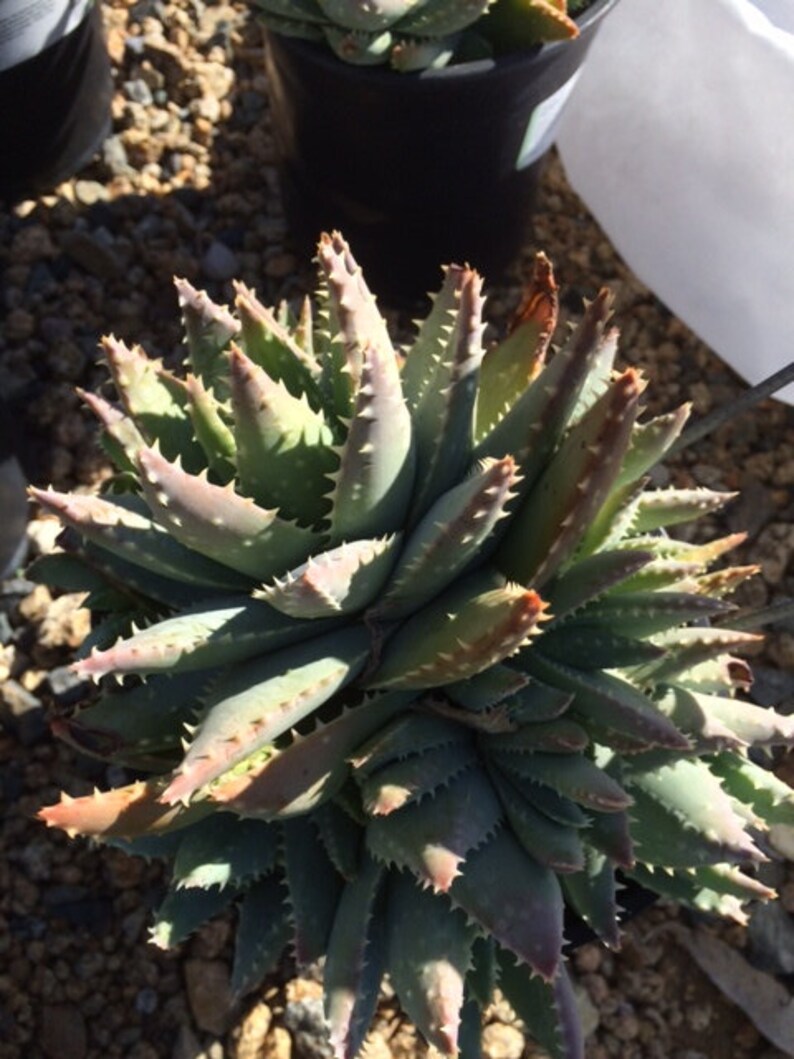 Forms powder blue rosettes. Mature Aloe Plant Crocodile Aloe or Aloe Previfolia