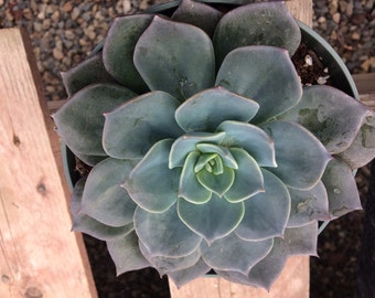 Mature Succulent Plant Echeveria Princess Blue. An absolutely gorgeous rosette.