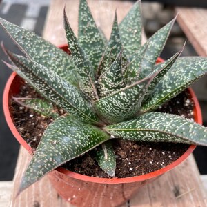 Succulent Plant. Medium Gasteria 'Flo'. A beautiful, deep green swirled plant. image 4