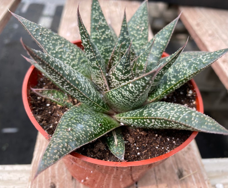 Succulent Plant. Medium Gasteria 'Flo'. A beautiful, deep green swirled plant. image 4