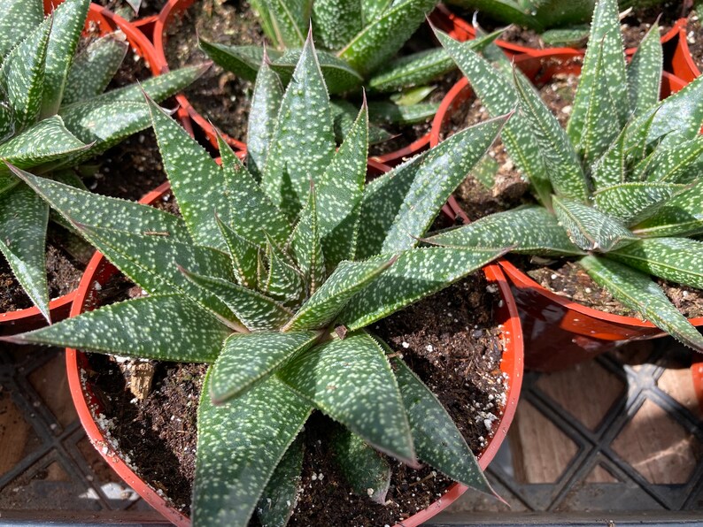 Succulent Plant. Medium Gasteria 'Flo'. A beautiful, deep green swirled plant. image 6