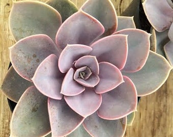 Large Succulent Plant Echeveria Perle von Nurnberg Beautiful Purple Pink Rosette