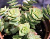 Medium Succulent Plant Crassula Conjuncta.