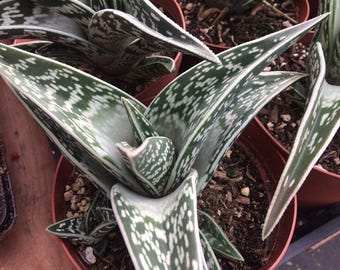 Large Succulent Plant Partridge Breast Aloe. Beautiful Varigated Dark Green