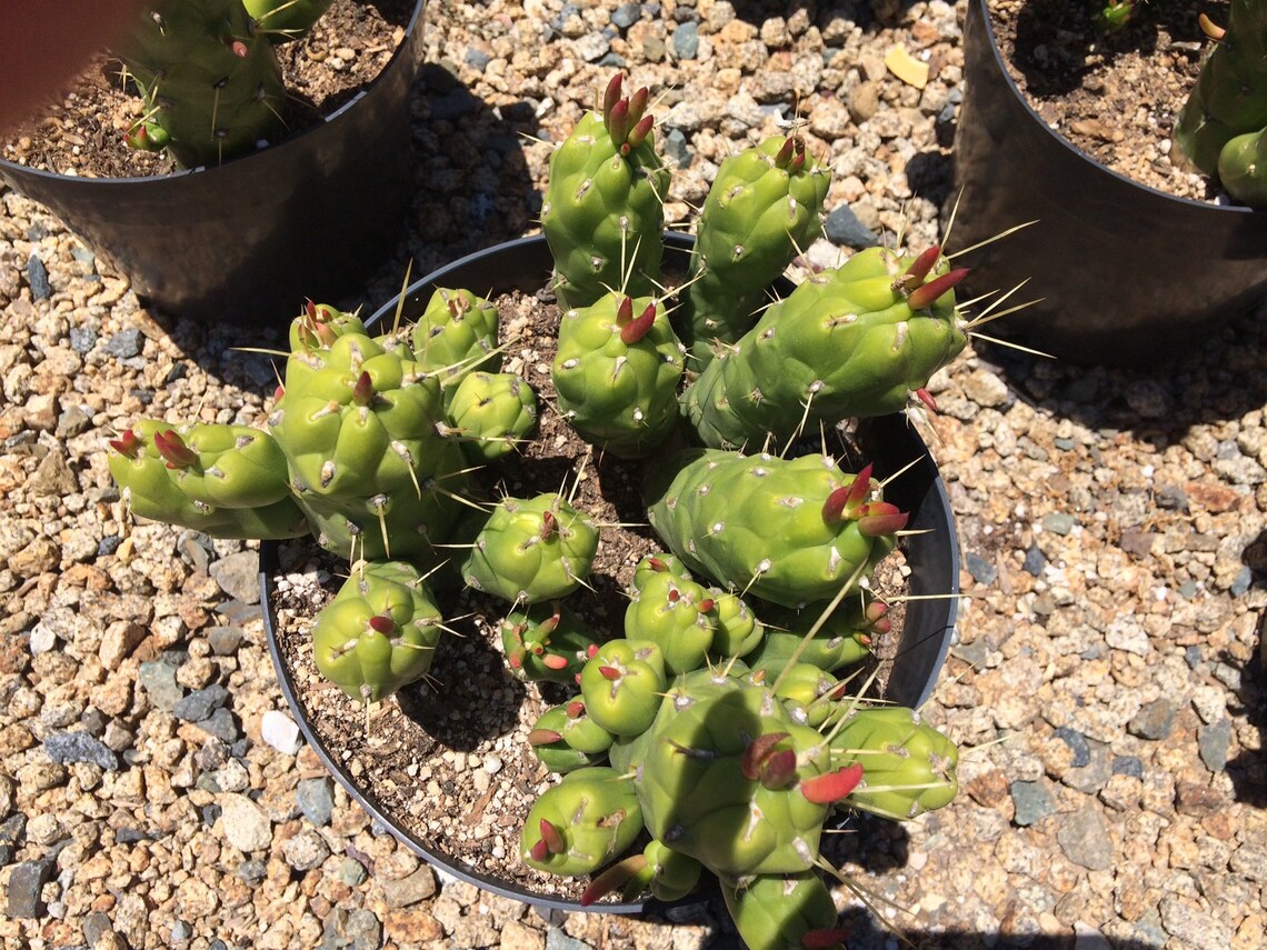 Planta de Cactus Madura Opuntia Gumbi. Un cactus muy diferente Etsy