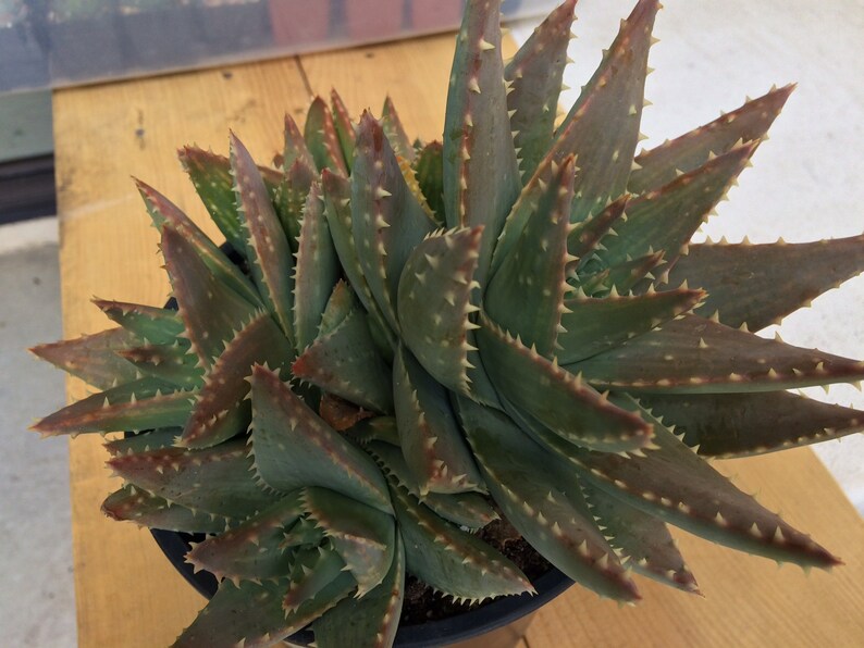 Forms powder blue rosettes. Mature Aloe Plant Crocodile Aloe or Aloe Previfolia