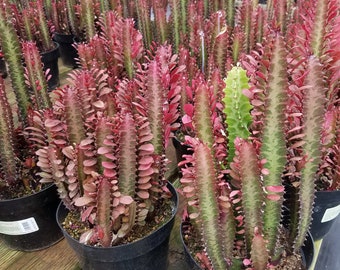 Mature Cactus Plant Good Luck Plant 'Royal Red'