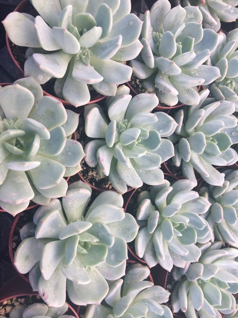 Medium Succulent Plant Echeveria Moonglow