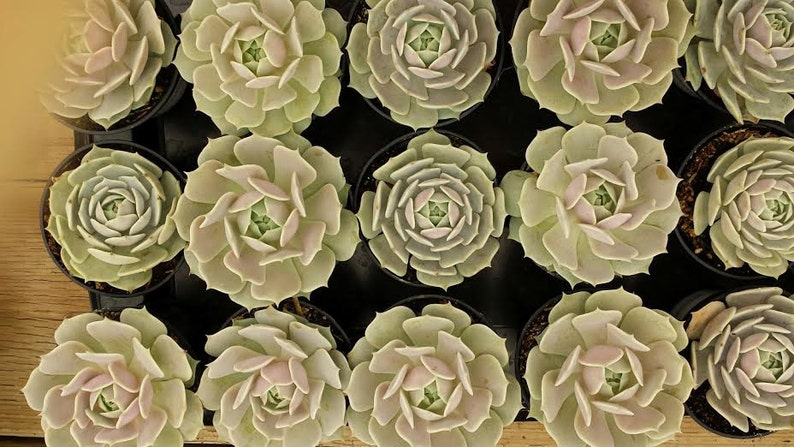 Medium Succulent Plant Echeveria Lola A beautiful study in shades of pale lavender.