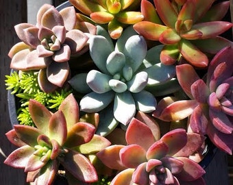 Mature Succulent Plant Assortment. A grouping of colorful succulents perfect start or addition to your succulent garden
