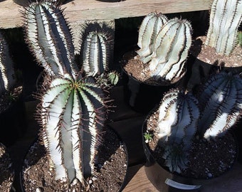 Mature Cactus Plant Euphorbia Polygona or Snowflake Cactus. A chunky, white cactus.