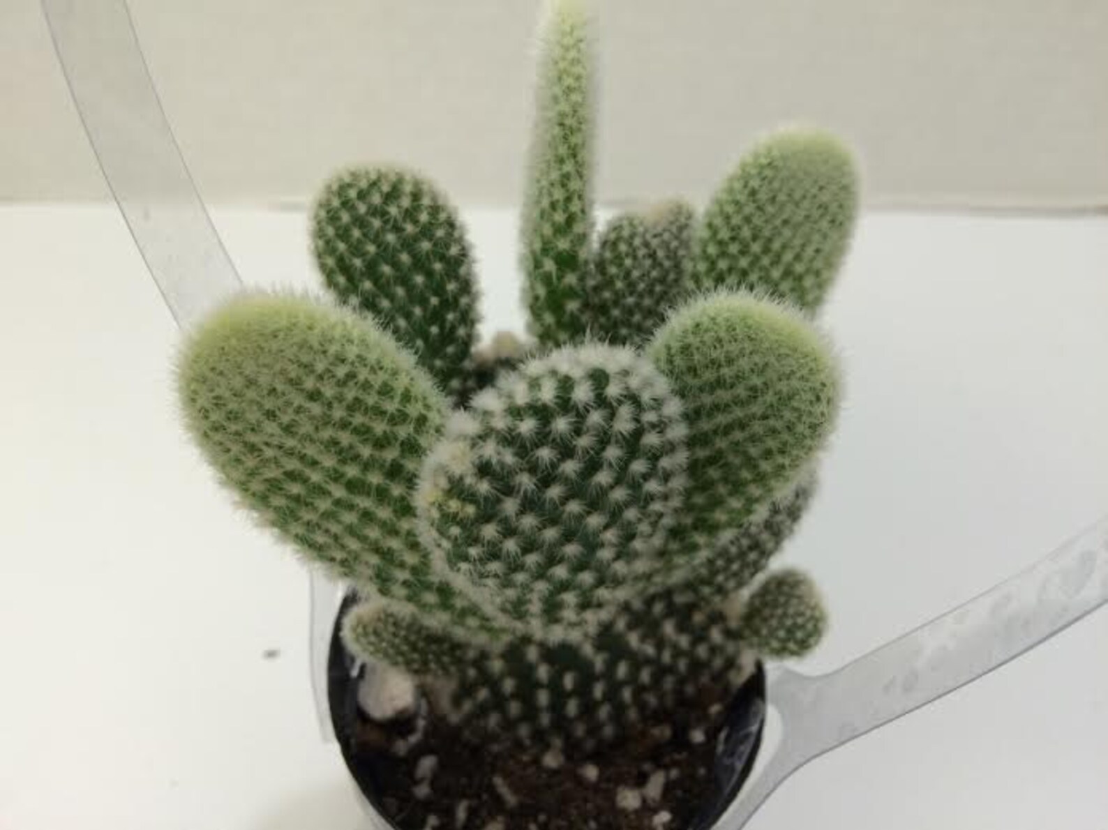 Small Cactus Plant. White Angel Wing Cactus. Also called ...