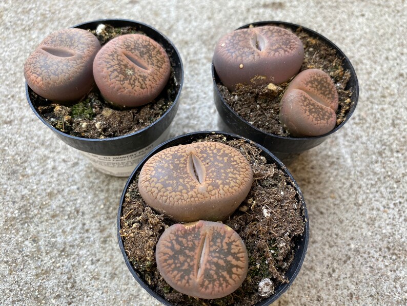 Small Succulent Plant Stone Face. Looks like rocks growing