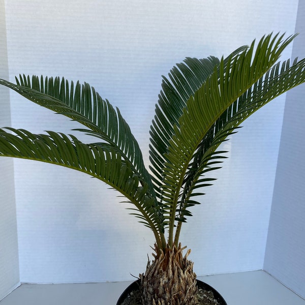 Large King Sago Palm. Beautiful deep green fronds make this rare find a gorgeous addition to any collection.