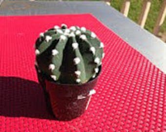 Small Cactus Plant. Dominos Cactus.