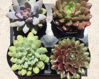 Four Small Succulent Plants in Pots. You choose 4 plants from the small plant section of my shop shipped in pots!