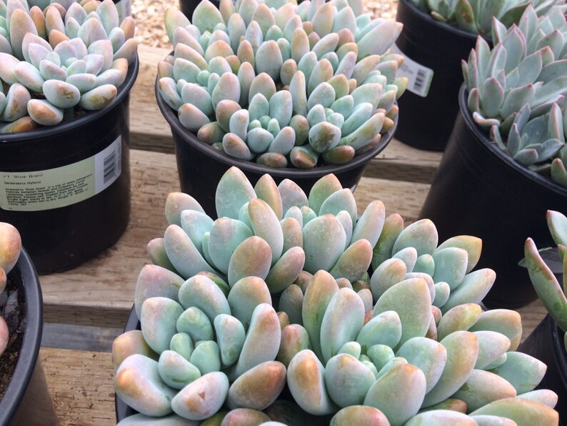 Mature Succulent Plant. Sedeveria Blue Giant. Gorgeous ...