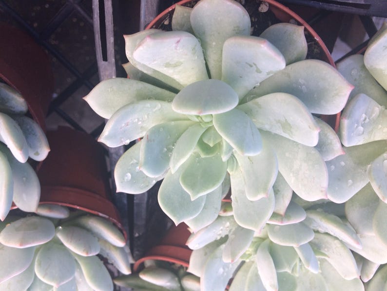 Medium Succulent Plant Echeveria Moonglow
