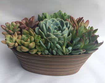 Succulent Plant Arrangement Completely Assembled Succulent Dish Garden in an Oval Tan Designed Tin.