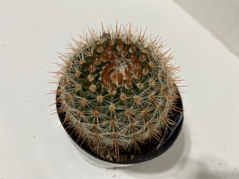 Cactus Plant. Notocactus Schlosseri. Very pretty, dark green cactus with copper spines. image 3