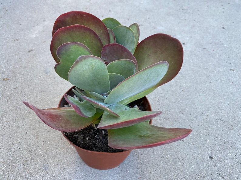 Large Succulent Plant Flapjacks. Large fan shaped leaves Etsy