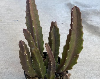 Cactus Plant Medium Stapelia Gigantea. the Starfish Flower. This rare cactus produces beautiful star shaped blooms.