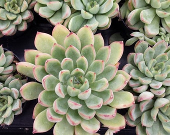 Small Succulent Plant Echeveria Starlite