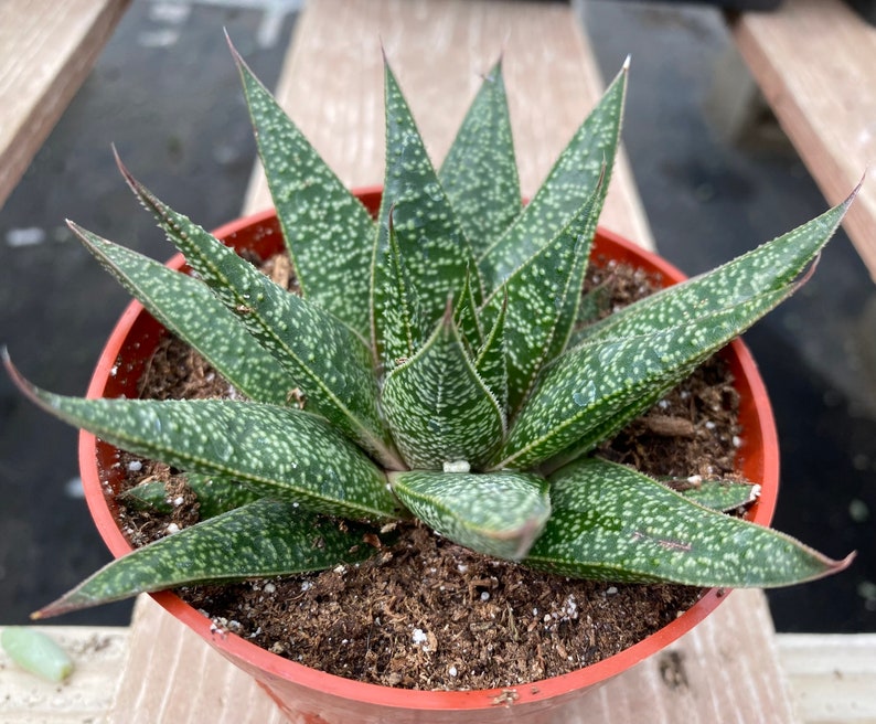 Succulent Plant. Medium Gasteria 'Flo'. A beautiful, deep green swirled plant. image 1